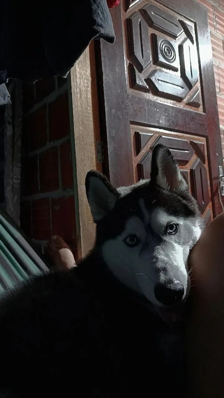 Husky siberiano  - Foto 2