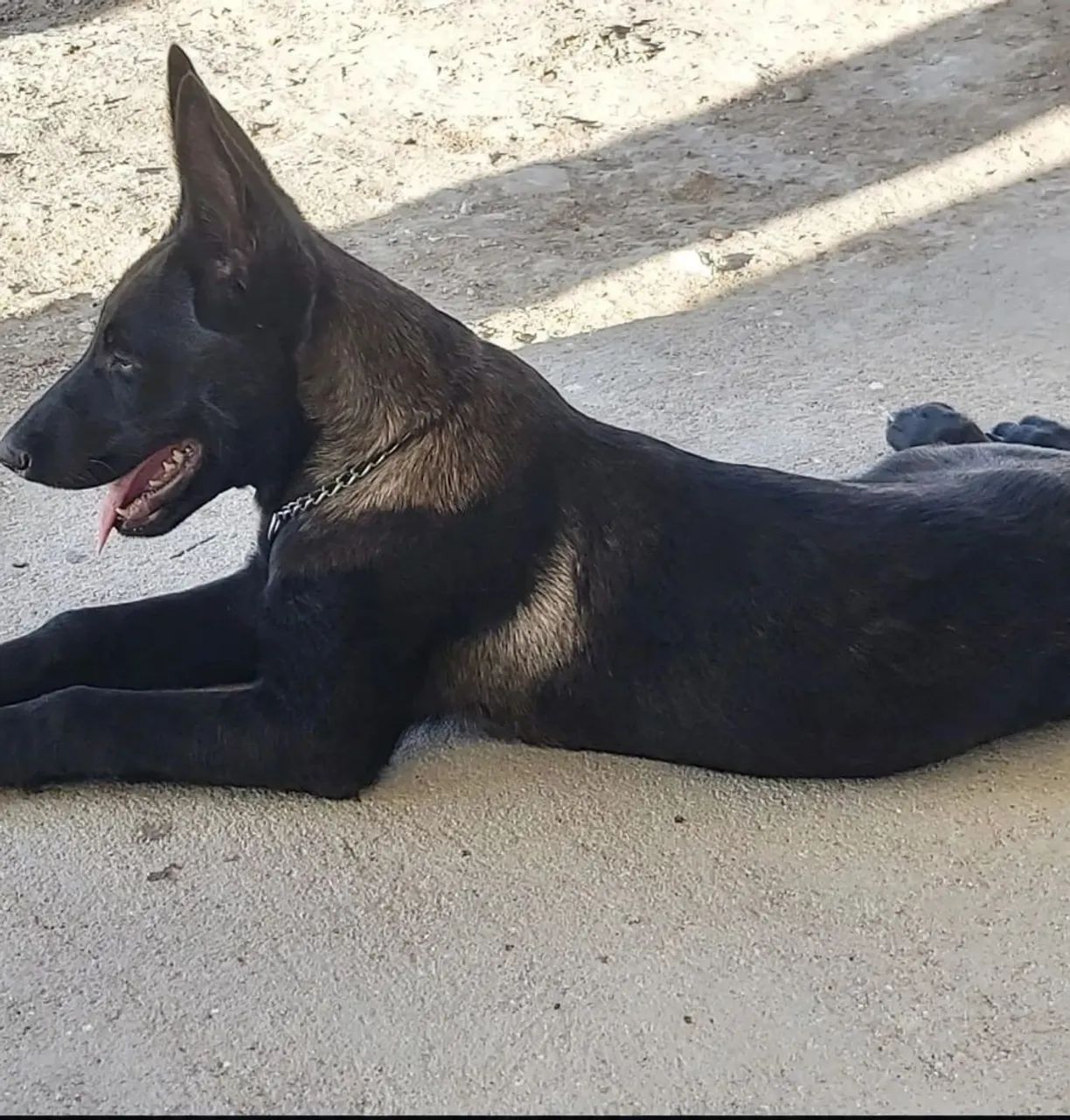 Pastor belga de malinois  - Foto 2