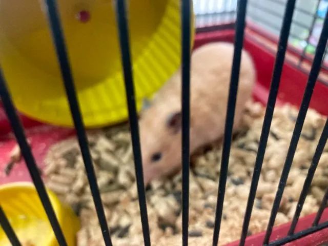 Vendo Lindos Hamsters Sírios - Foto 2