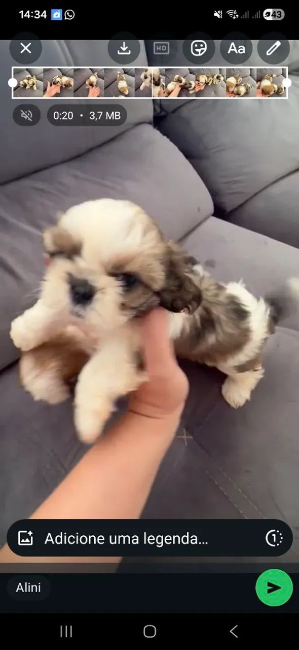 Shihtzu macho  - Foto 3