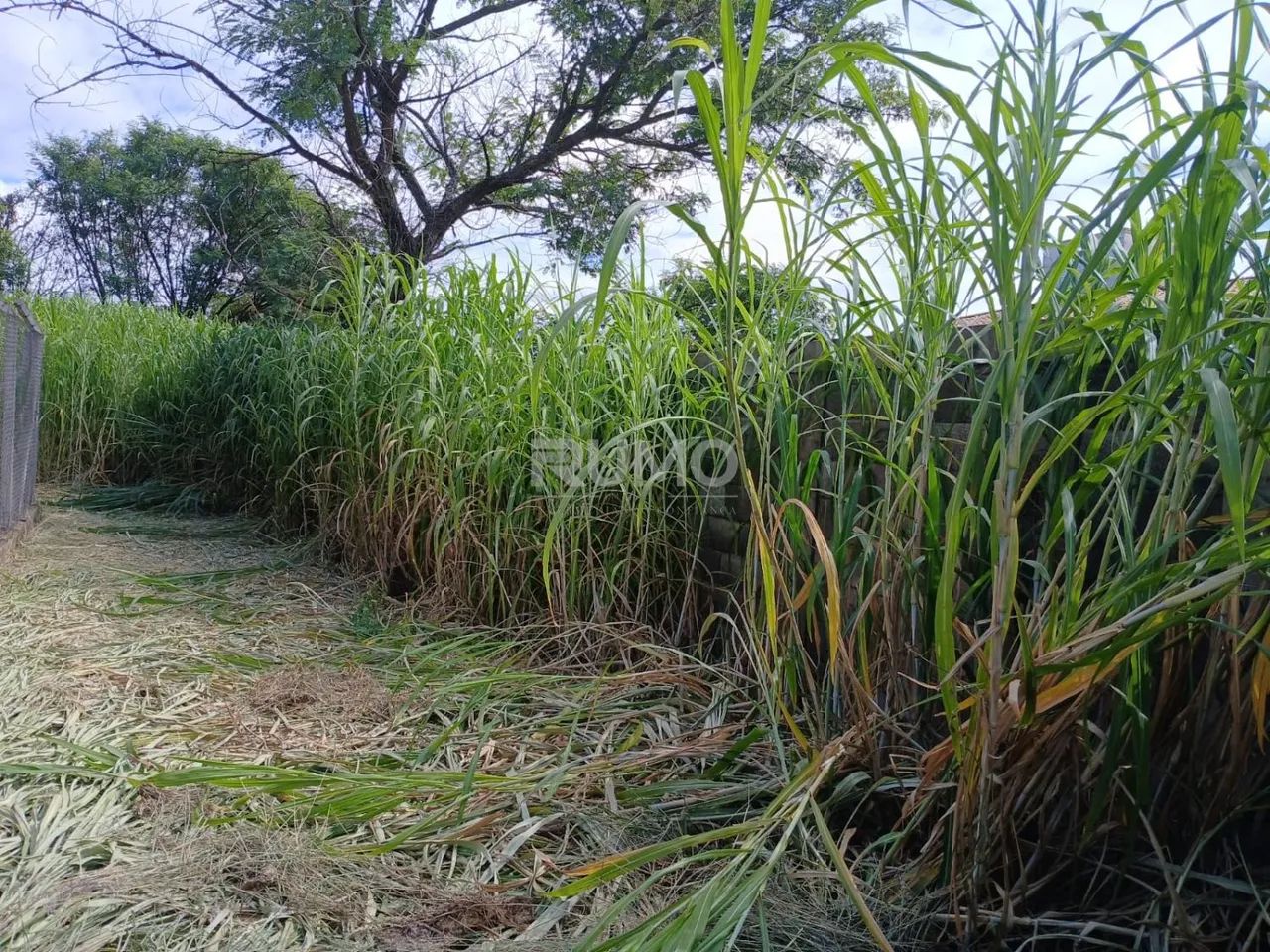 terreno - Parque Taquaral - Campinas - Foto 4