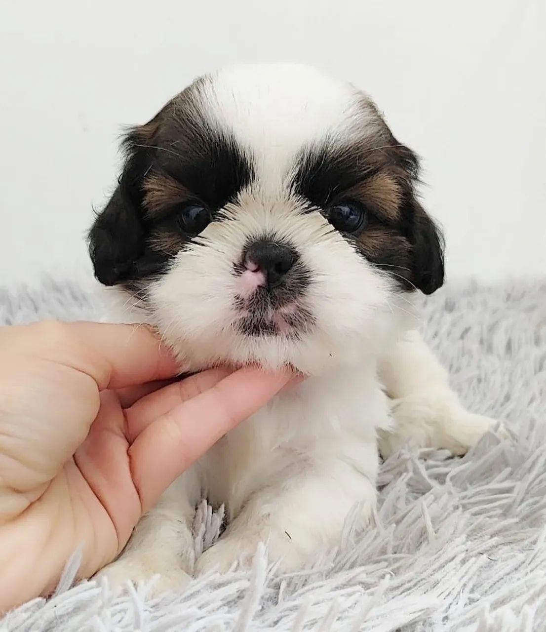 Shih tzu macho e fêmea  - Foto 4