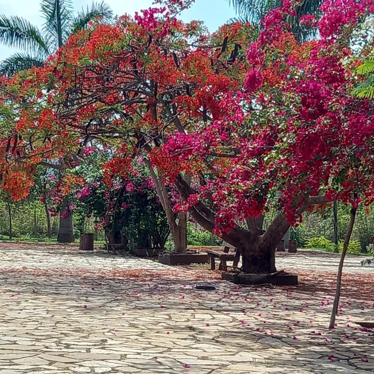 Samambaia - Brasília - DF - Foto 5