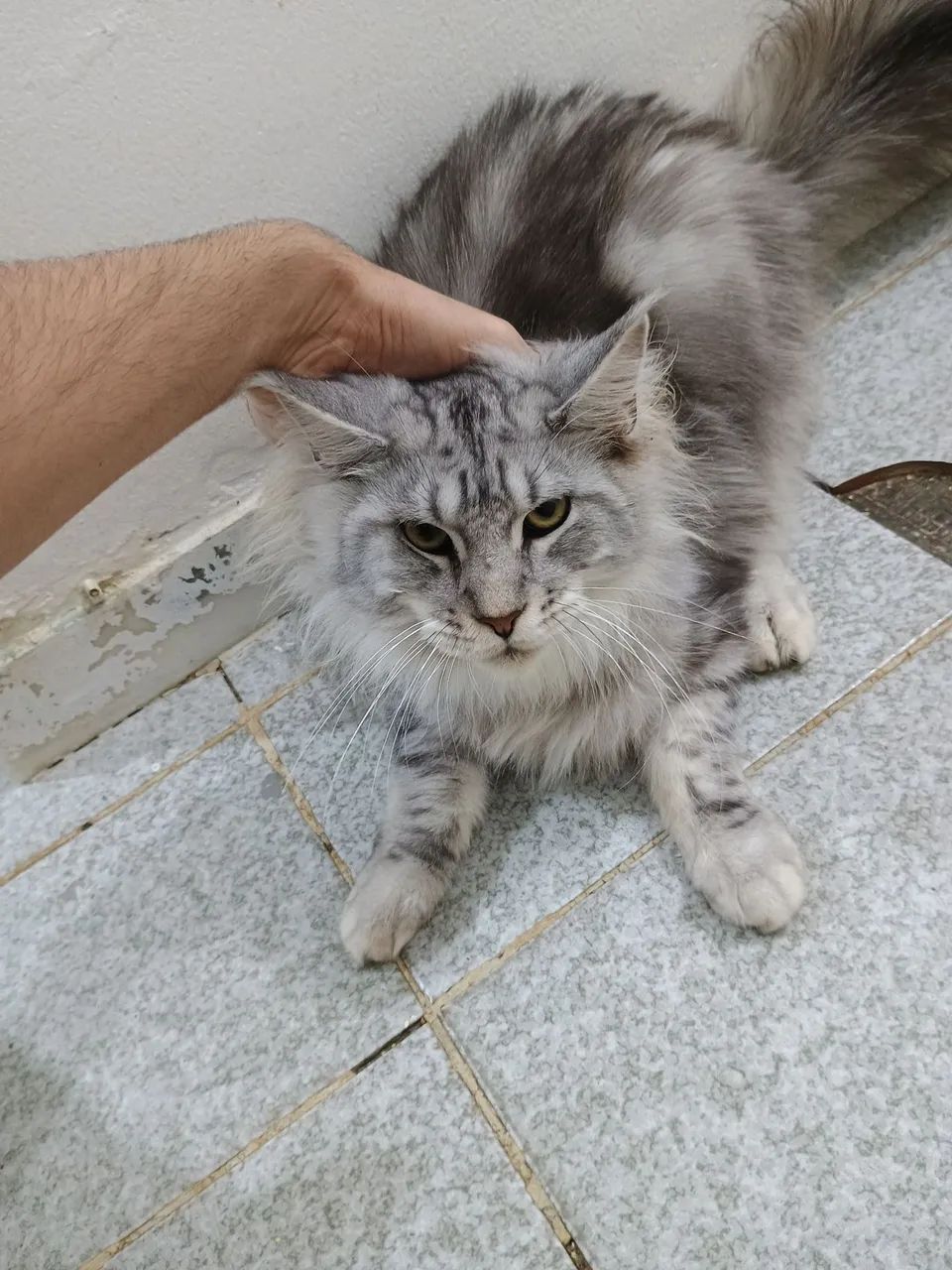 Gato Maine Coon 