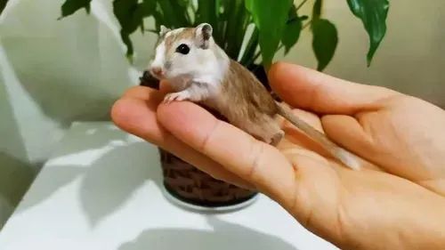 Gerbil - Foto 4