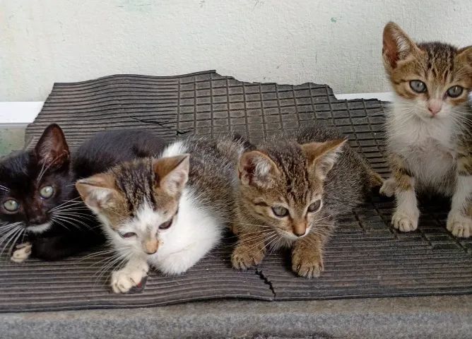 Filhotes de Gatos p/ Adoção - Foto 4