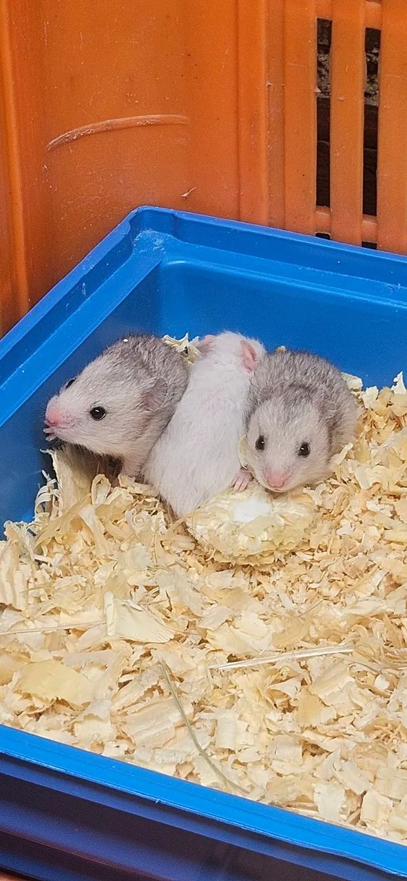Hamster sírios disponíveis.