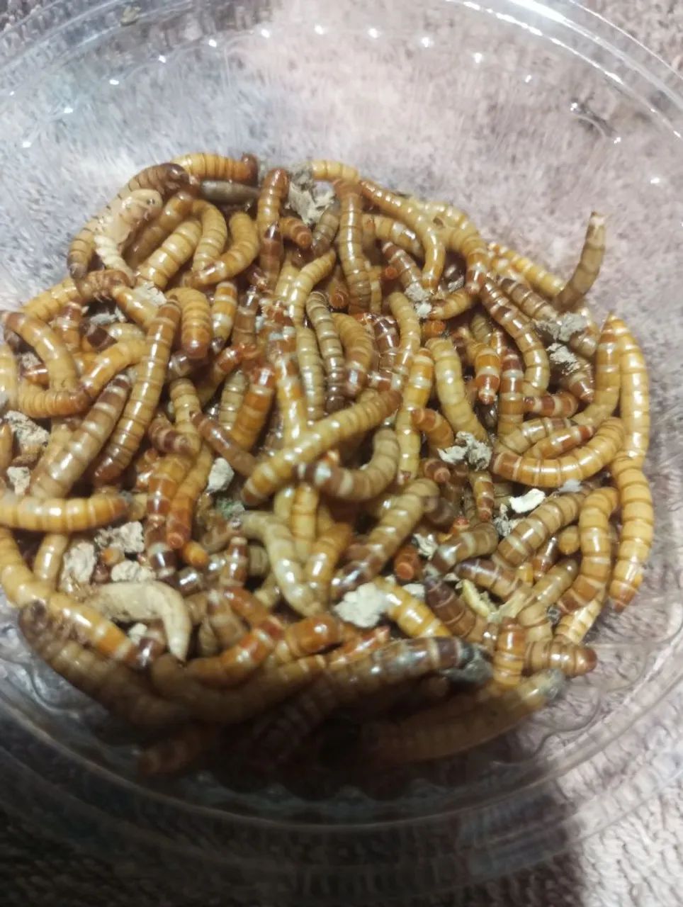 Larvas 