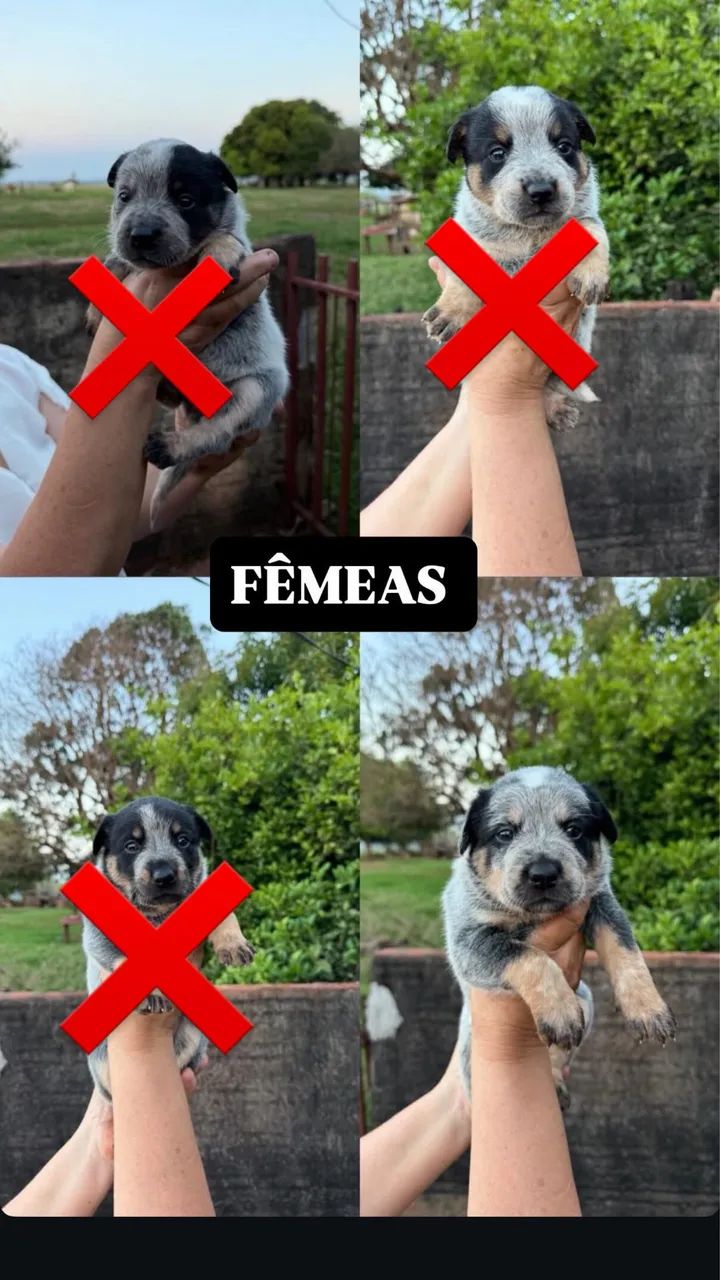 Blue heeler  - Foto 2