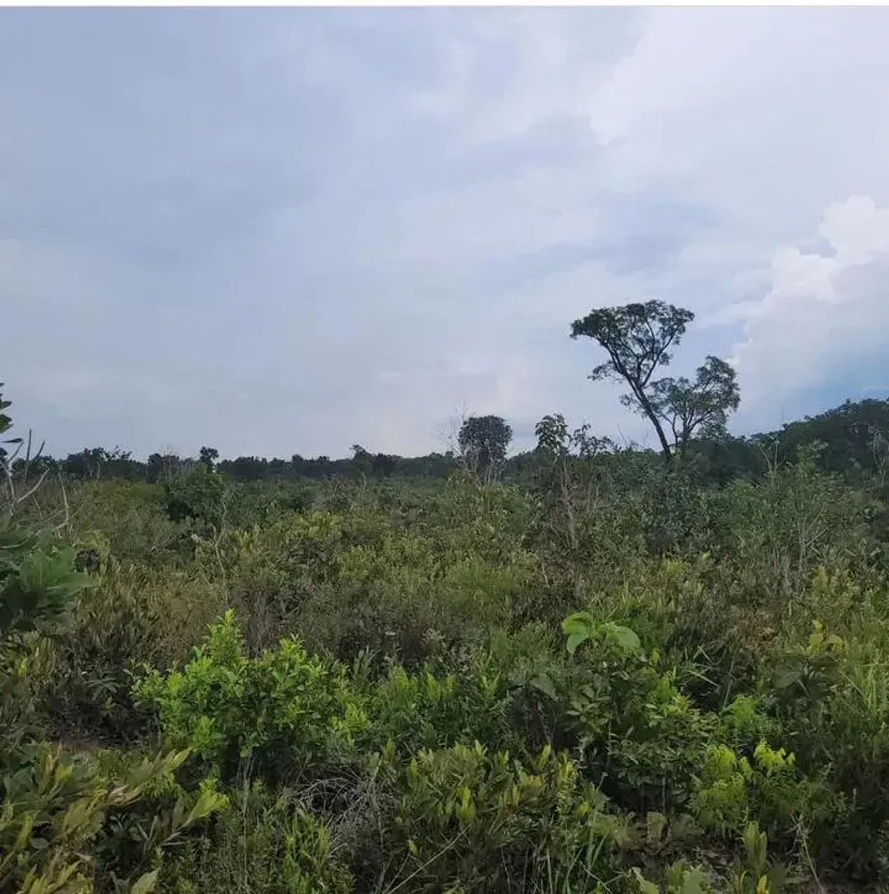 ÁREA COM 80HA EM RIBAS DO RIO PARDO - Foto 2