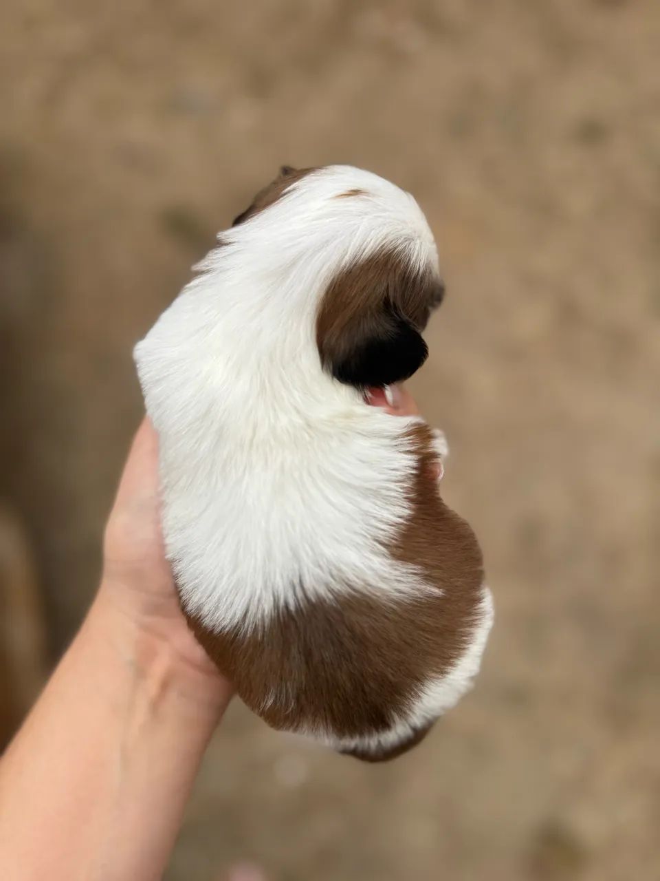 Macho Shih tzu  - Foto 4