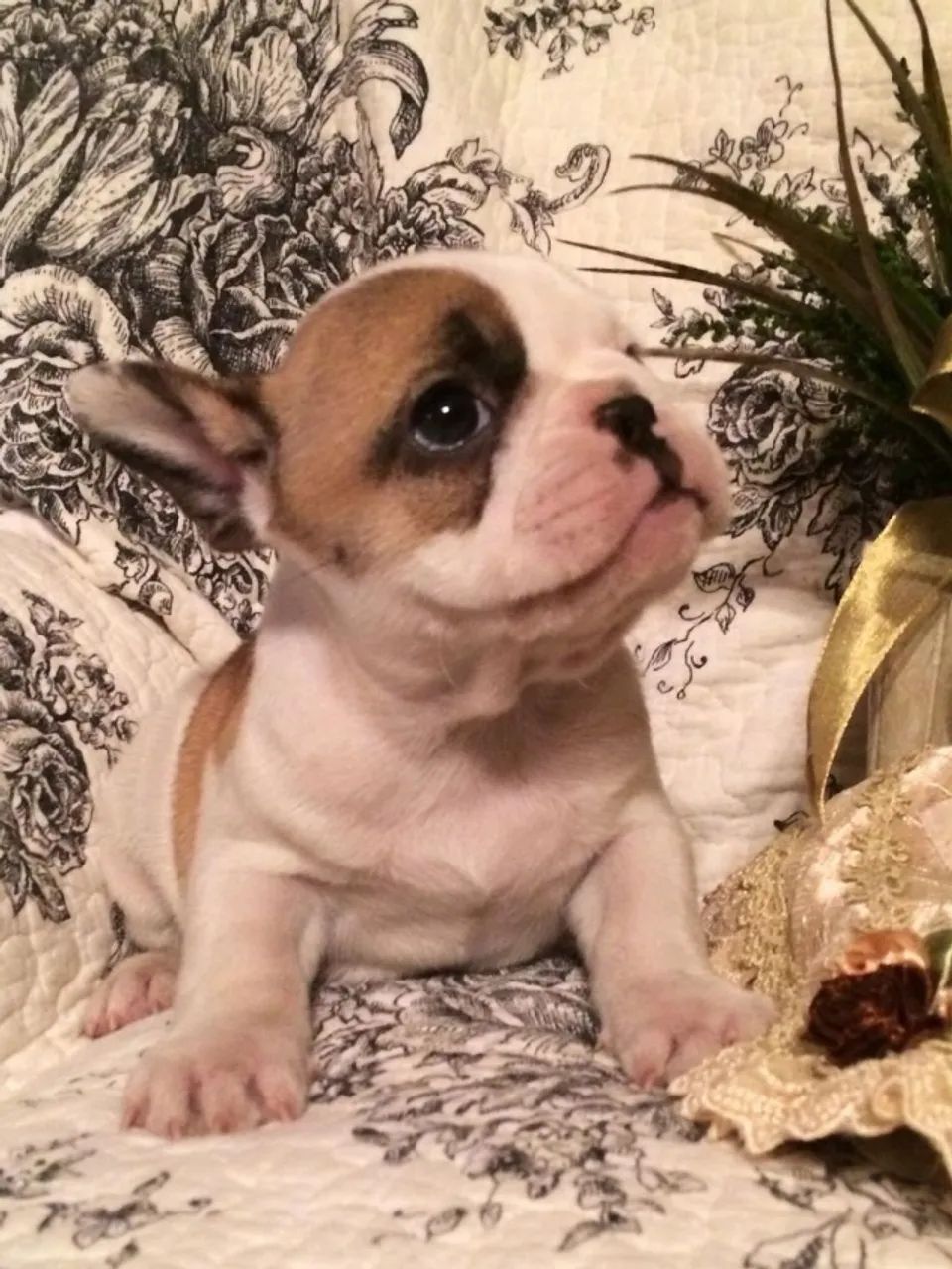 Bulldog frances premium 