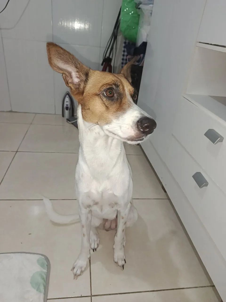 Adoção de três cachorrinhas - Foto 3