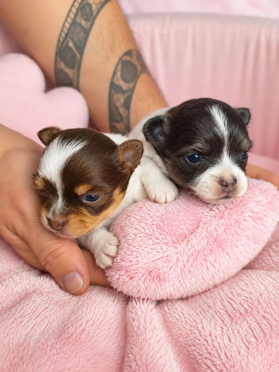 CHIHUAHUAS FILHOTES - Foto 4