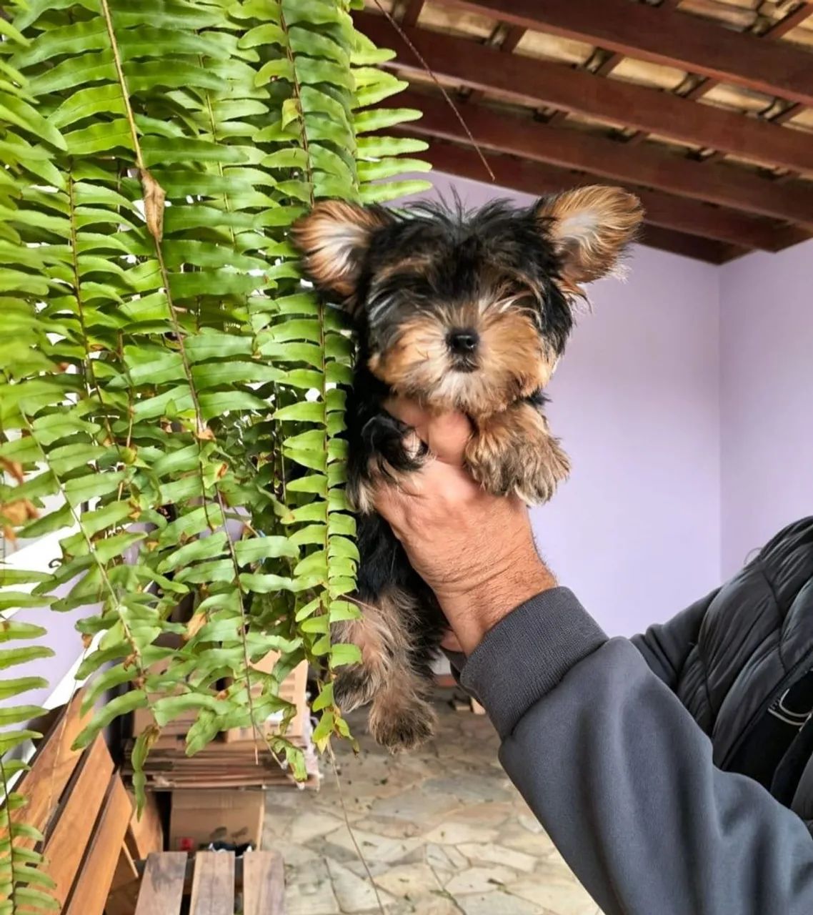 Yorkshire Terrier 