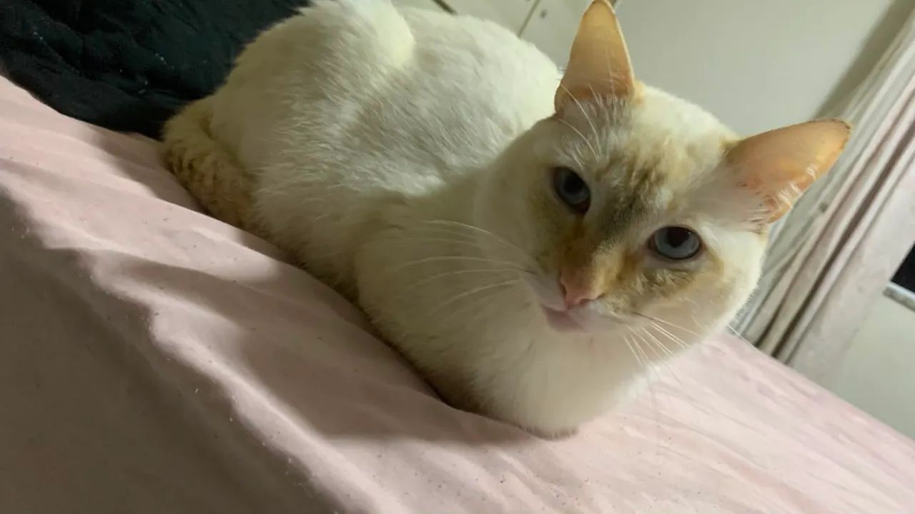 Doação de gato macho - Foto 2