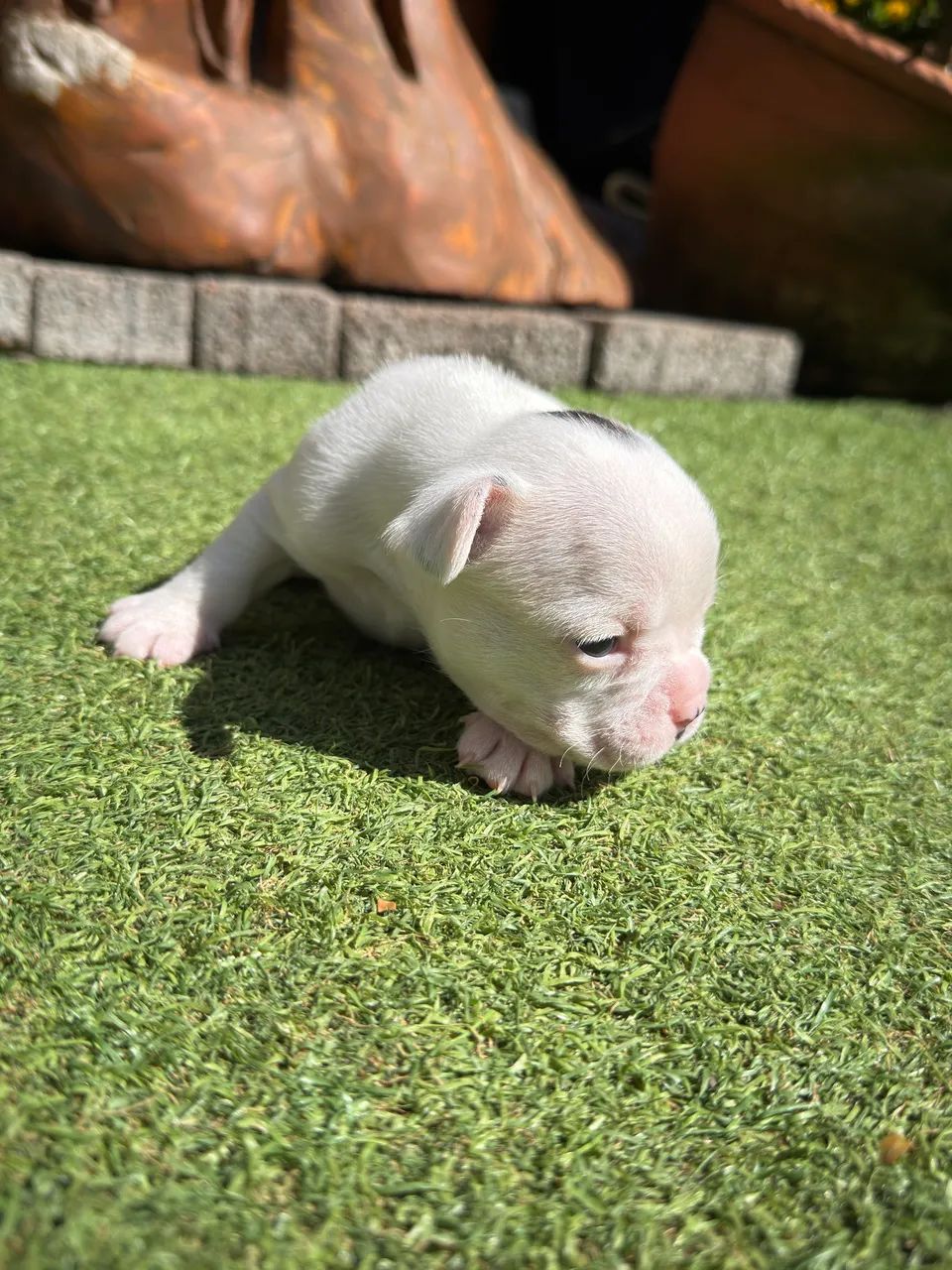 Buldogue Francês - Foto 2