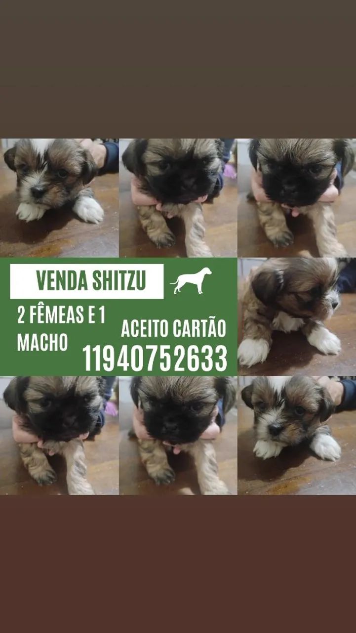 Venda Shitzu puro