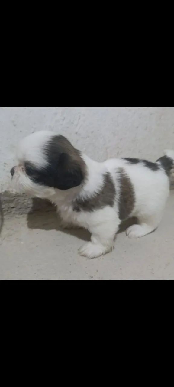 Filhote de Shih tzu