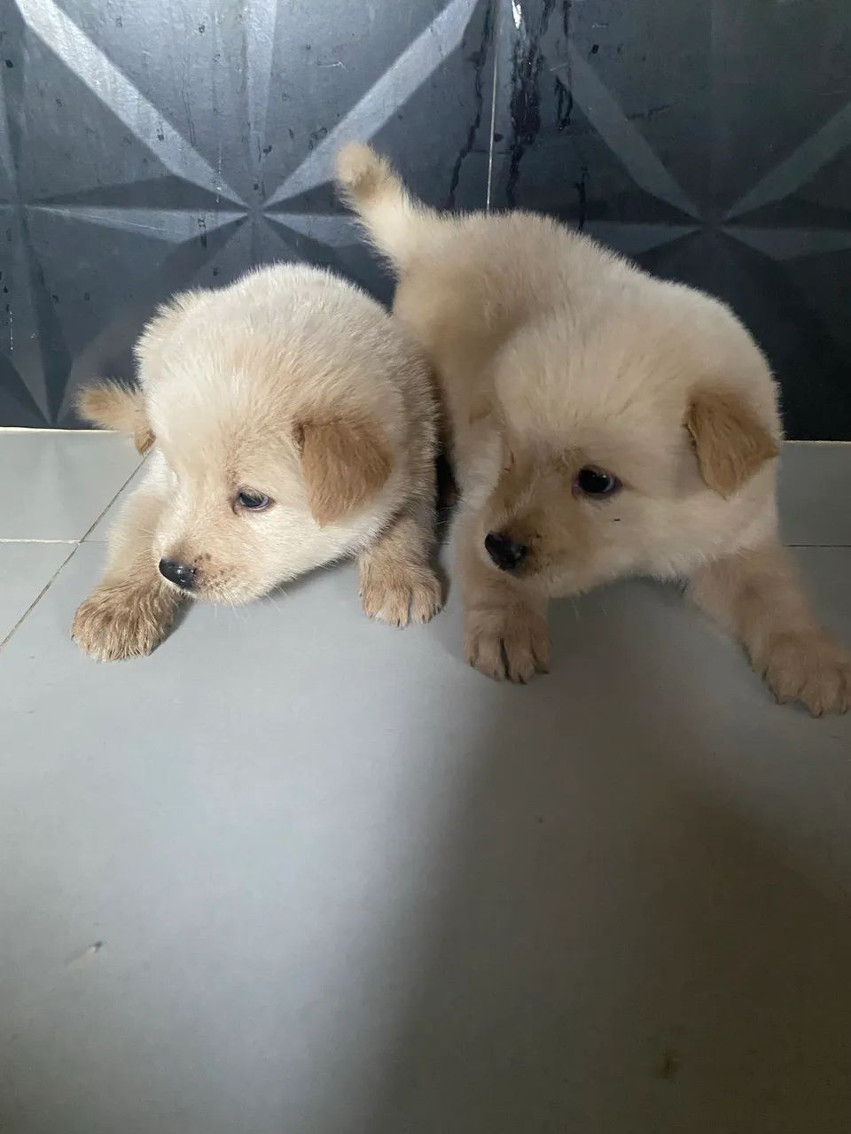 Filhote de chow chow