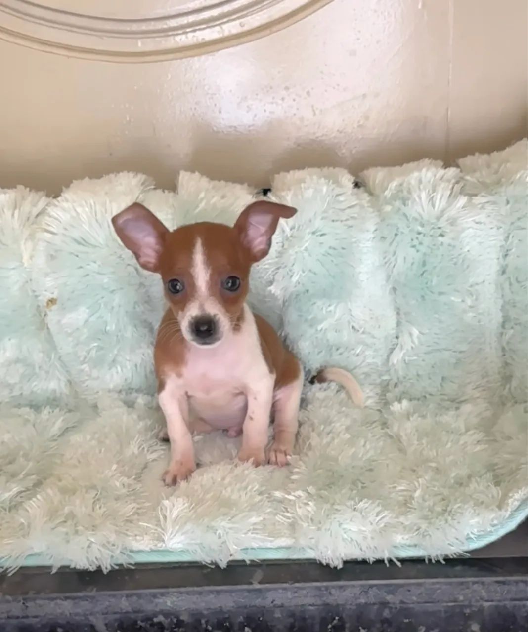 Cachorro  - Foto 4