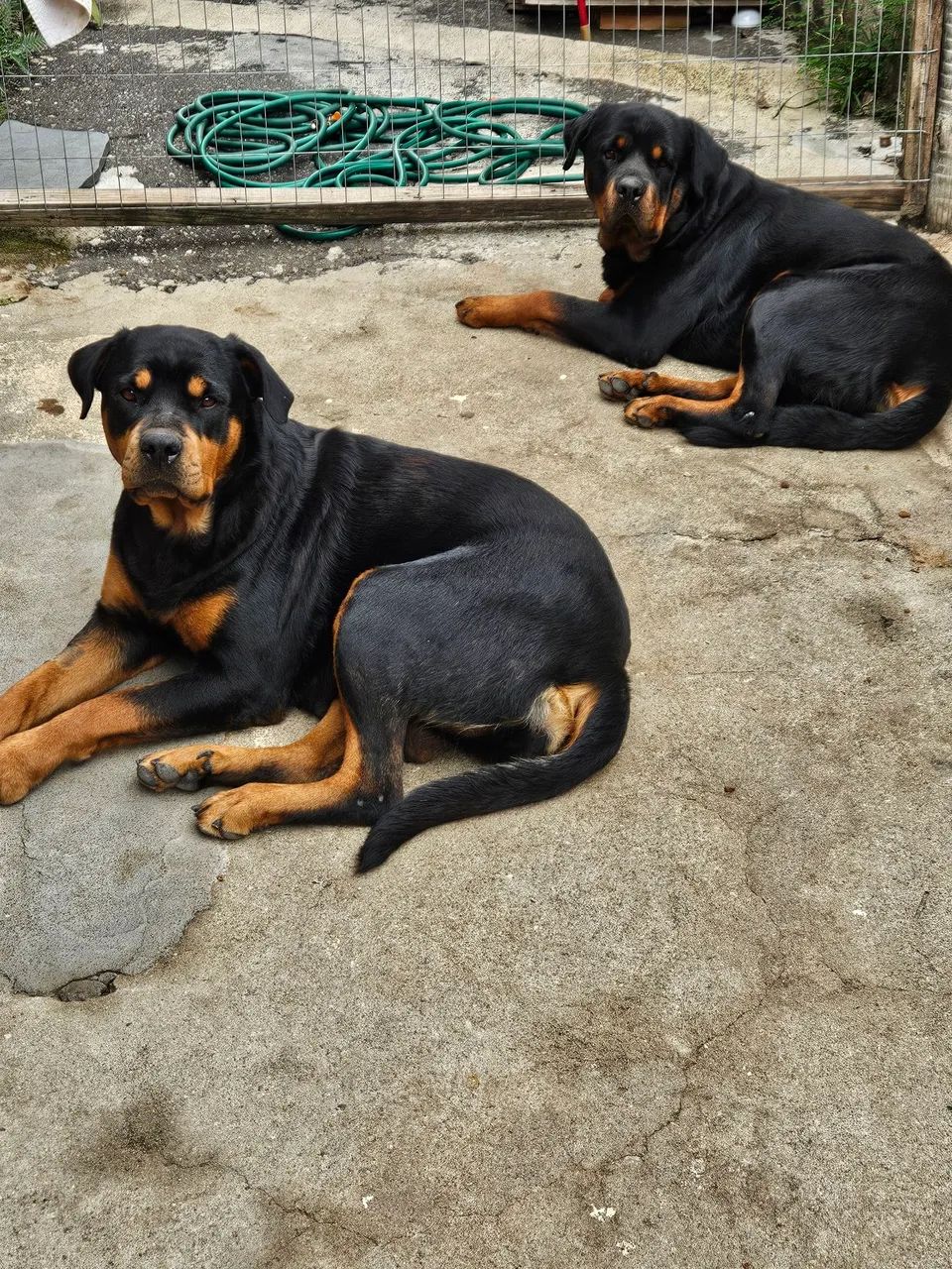 Filhotes de Rottweiler - Foto 5