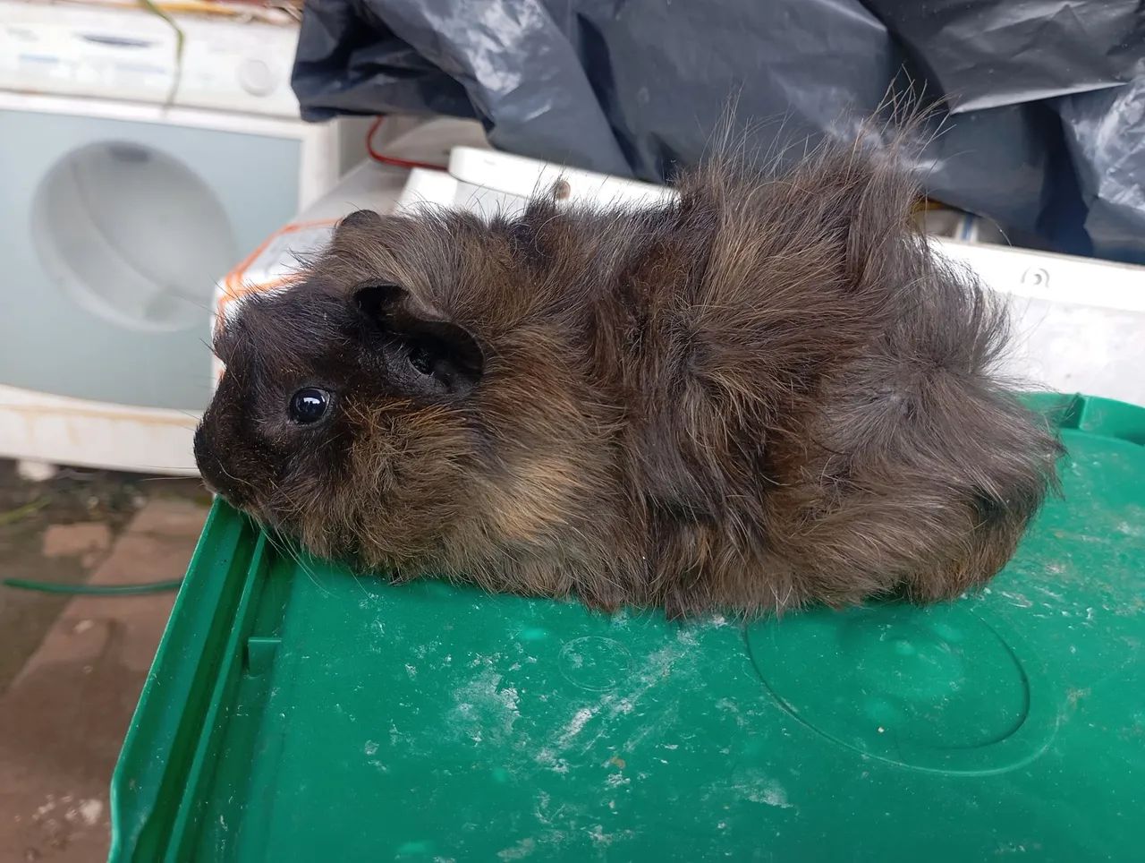 Porquinho da índia - macho - Foto 4