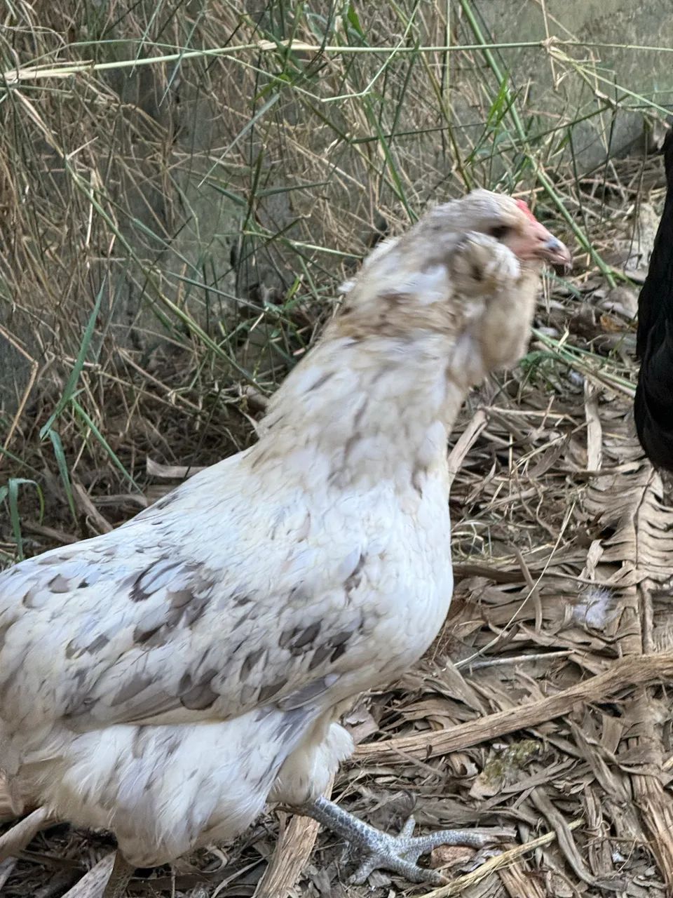 Ameraucana e arauna - Foto 5