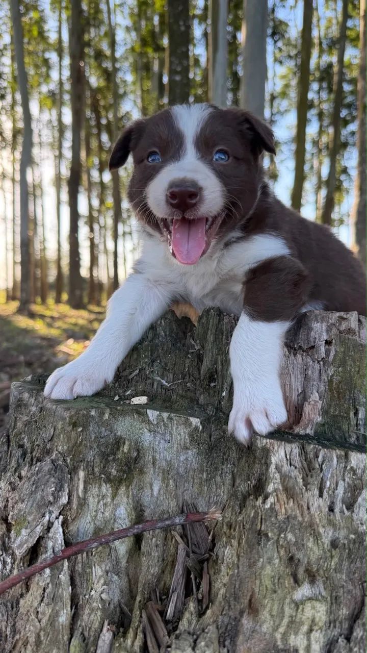 Filhotes de Border Collie - Foto 5