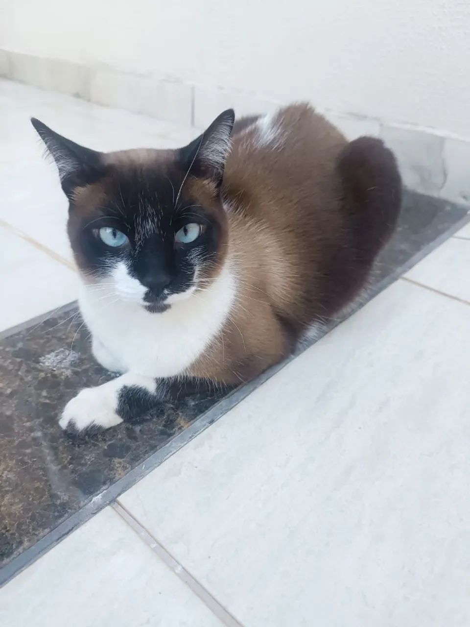 Gato para doação  - Foto 2