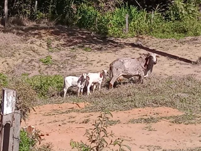 Vaca gir de luxo com bezerro P.O