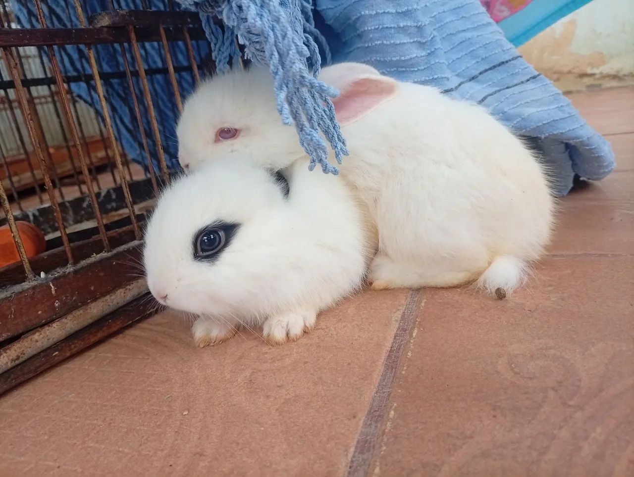 Vendo coelhos