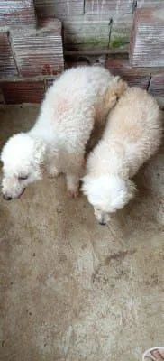 Filhote de poodle macho - Foto 2