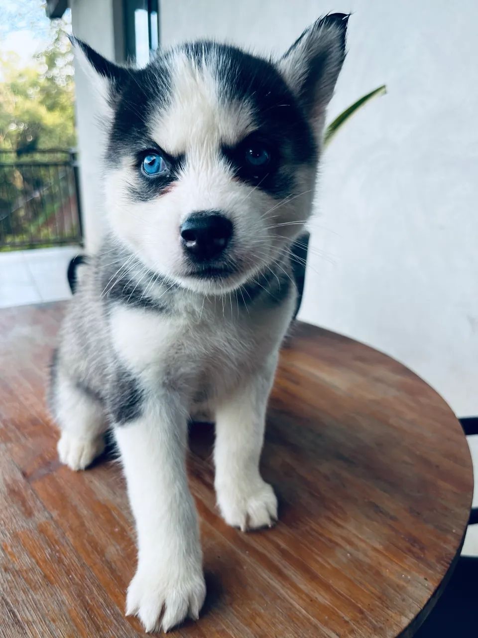 Husky siberiano