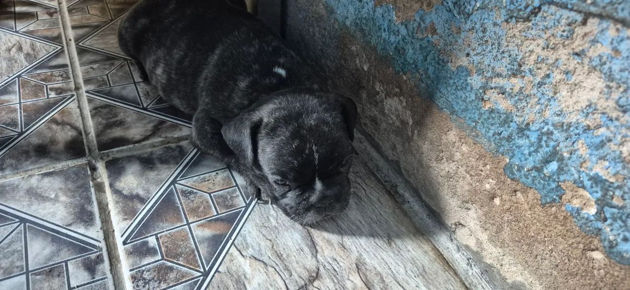 Filhotes buldogue francês - Foto 5