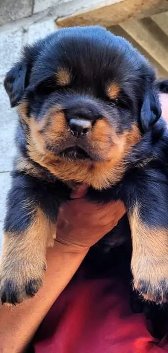 Rottweiler alemão  - Foto 3