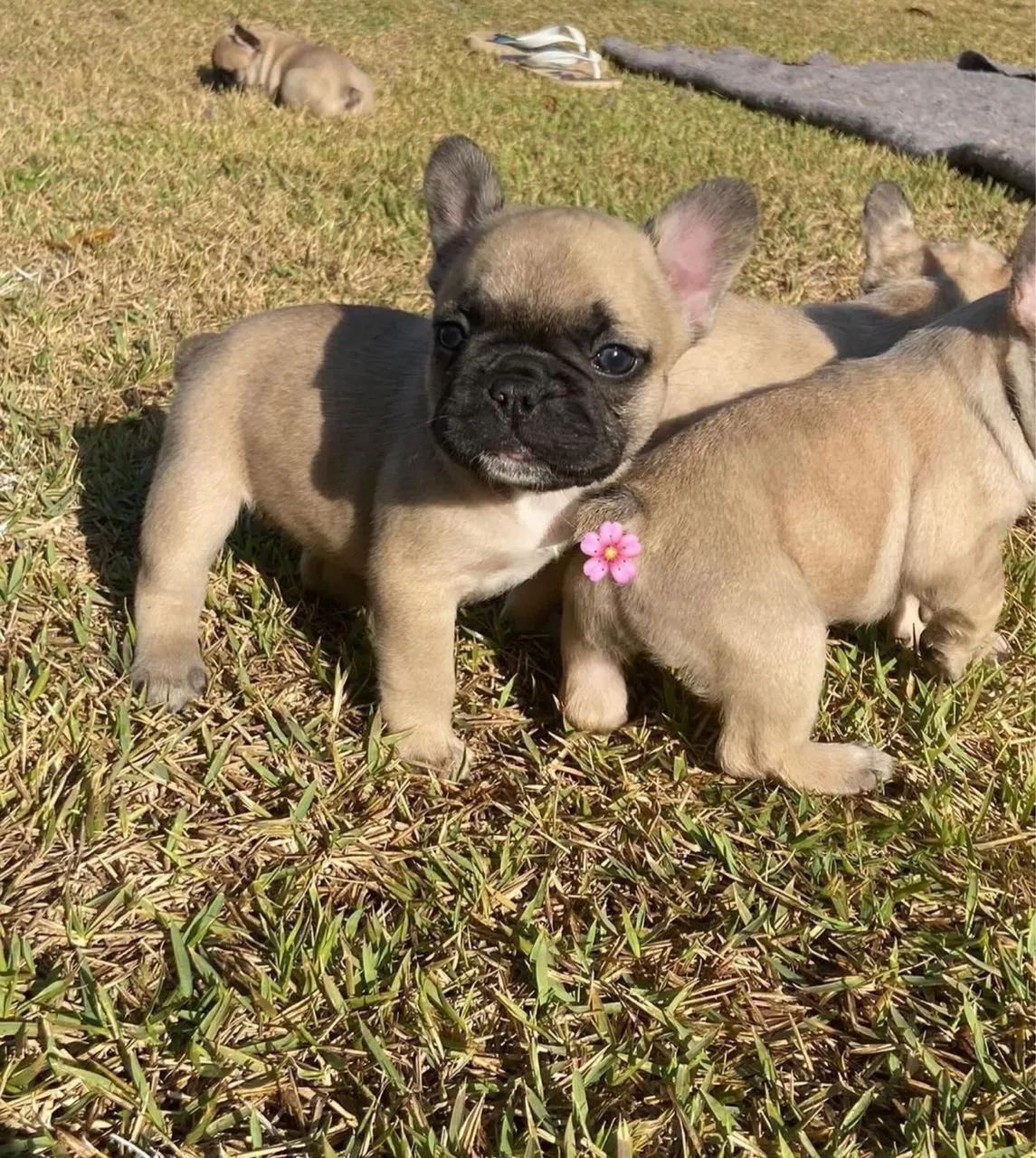 Bulldog  - Foto 4