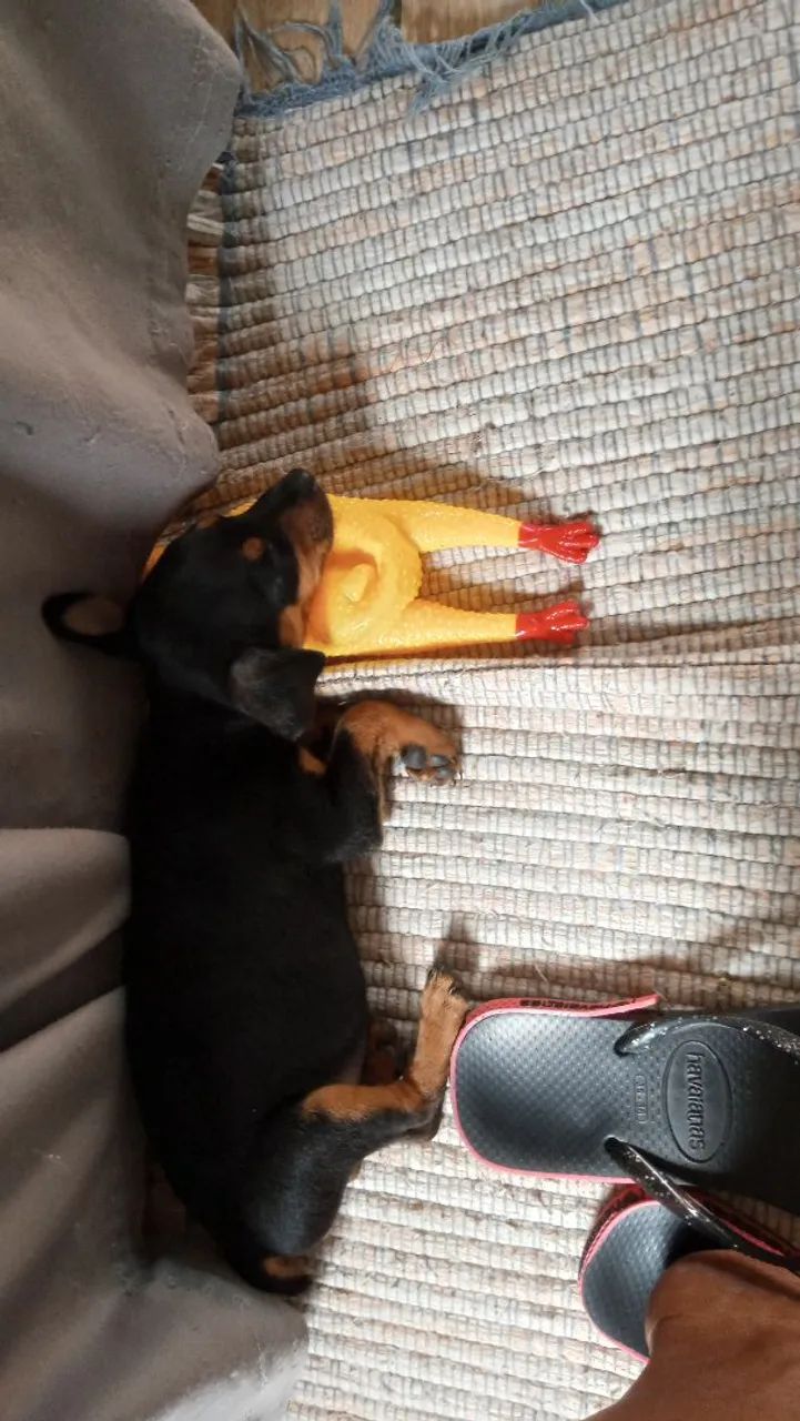 Pincher - Foto 5