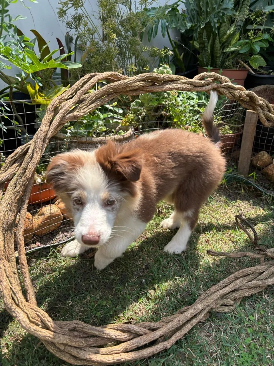 Vendo Border collie  - Foto 3