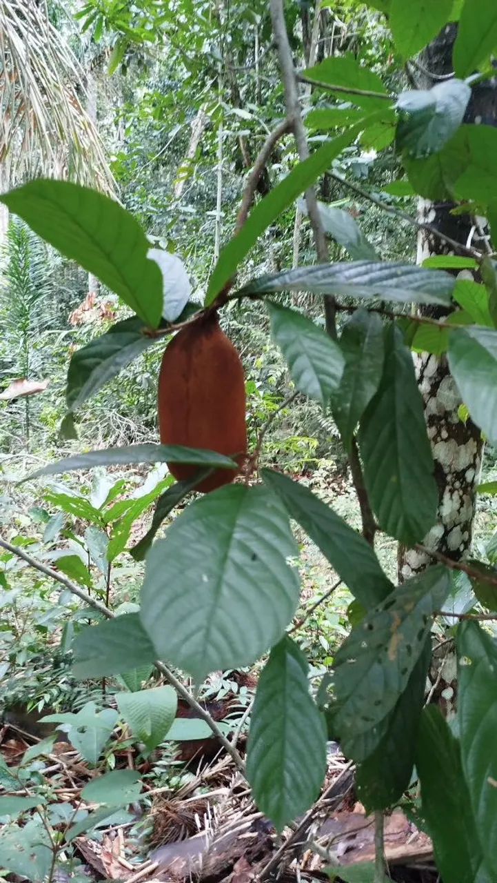 Chácaras na região do Coco Salviano - Foto 5