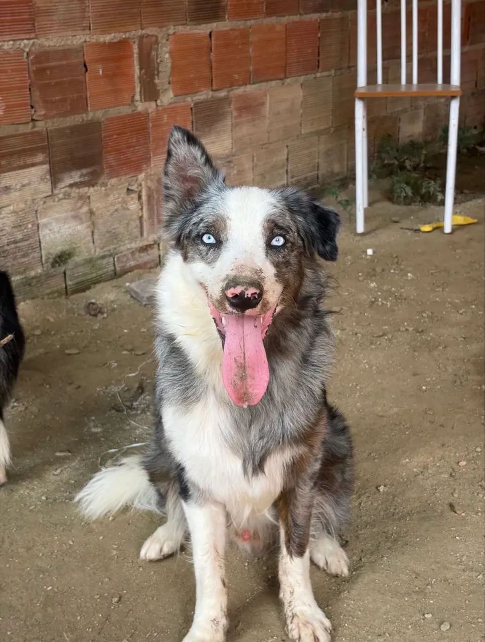 Filhotes de Border Collie  - Foto 2
