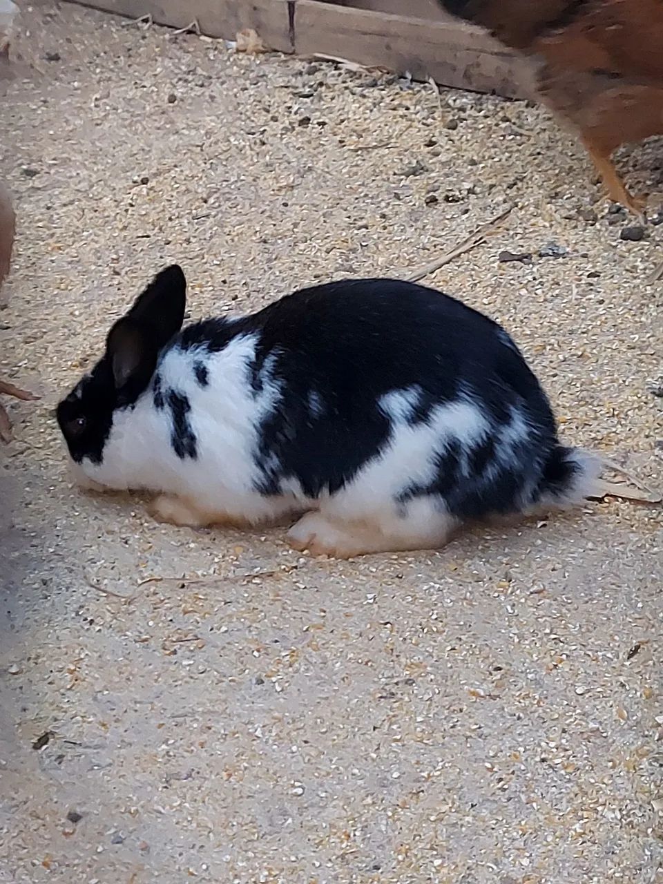 Coelho  - Foto 2