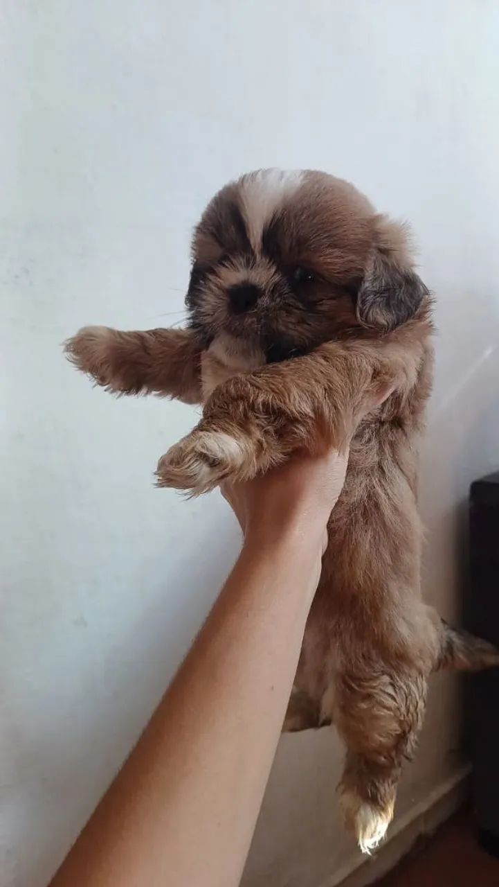 Shih Tzu a venda  - Foto 5