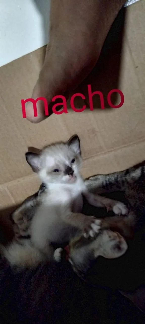 Gatos  pra adoção  - Foto 2