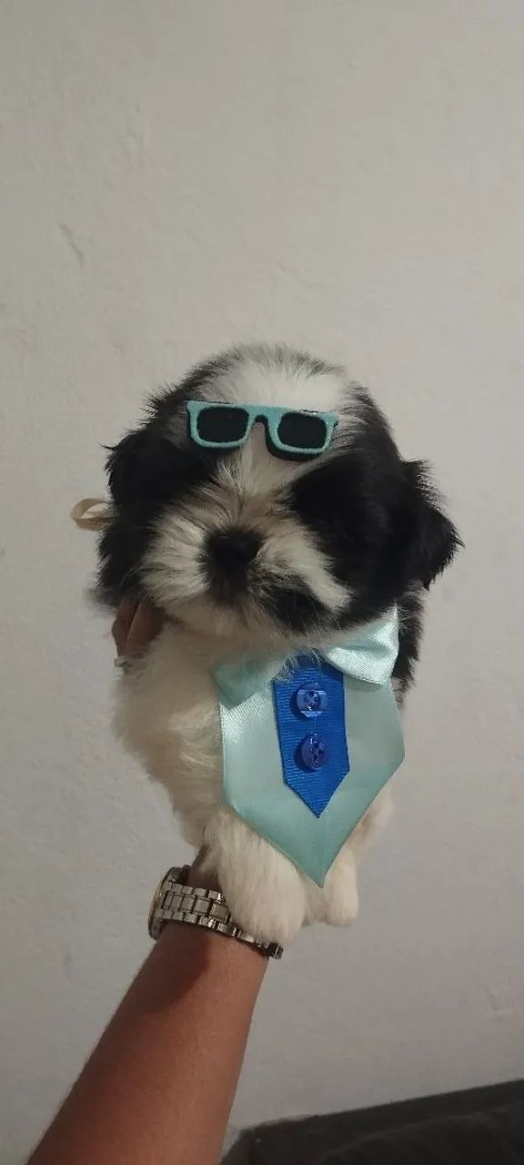 Shitzu machos  - Foto 3