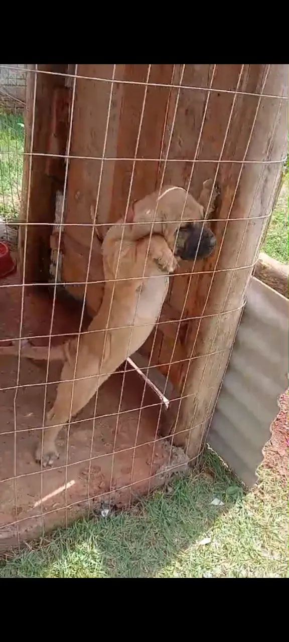 Fila brasileiro  - Foto 3
