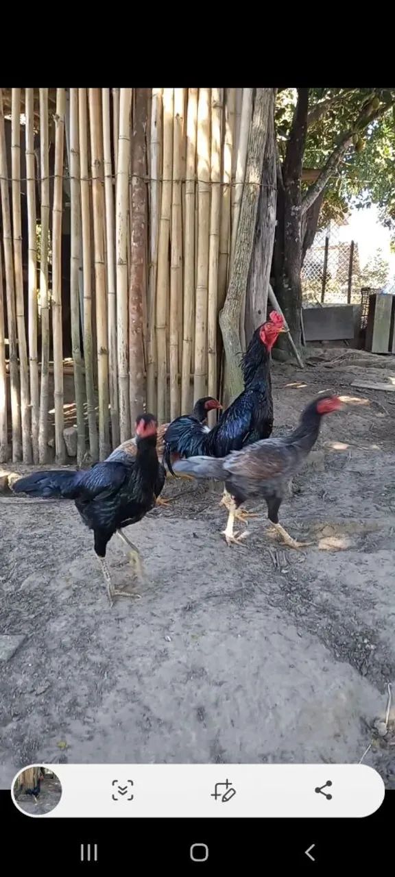 Galo indio