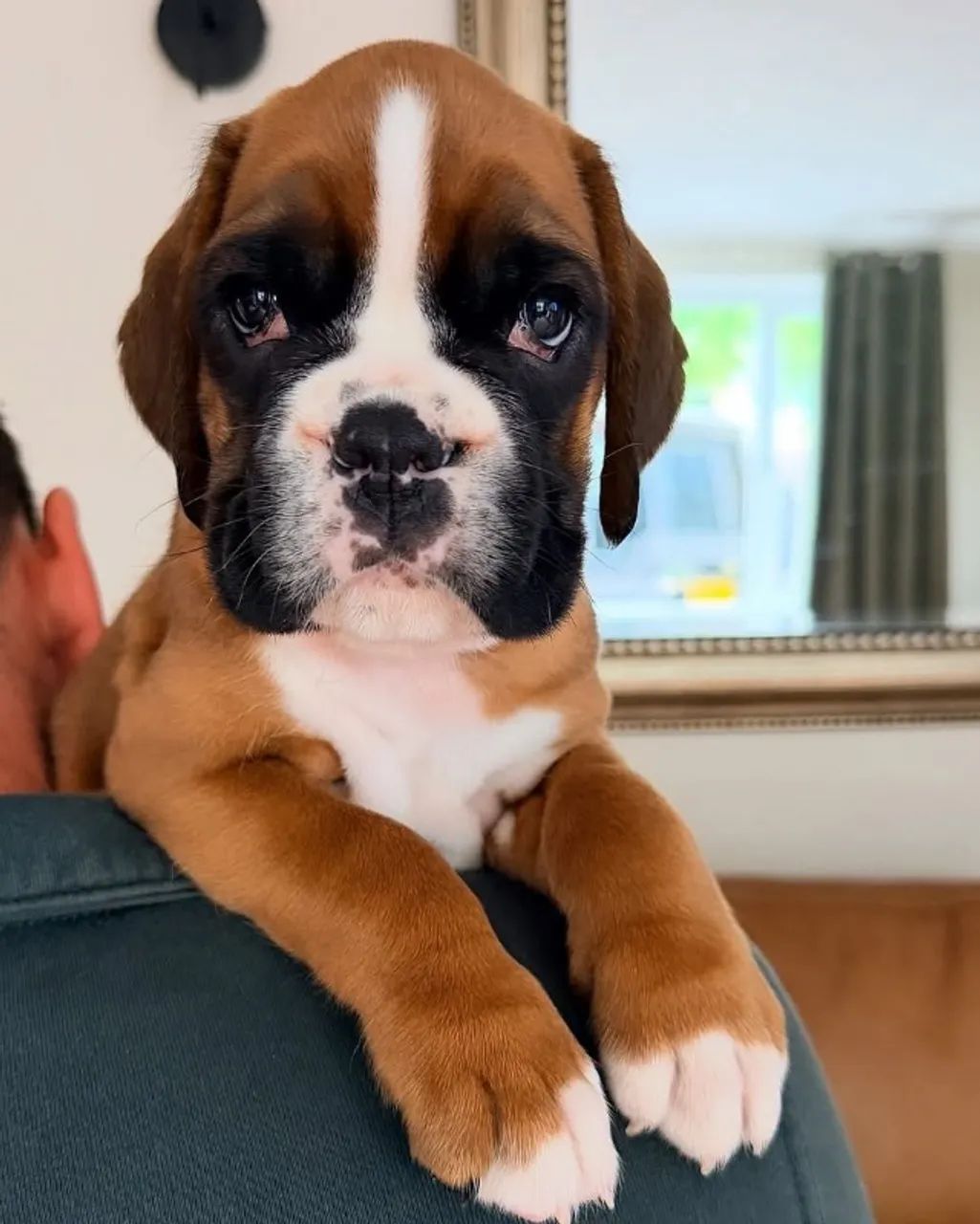 Filhotes Boxer  - Foto 2