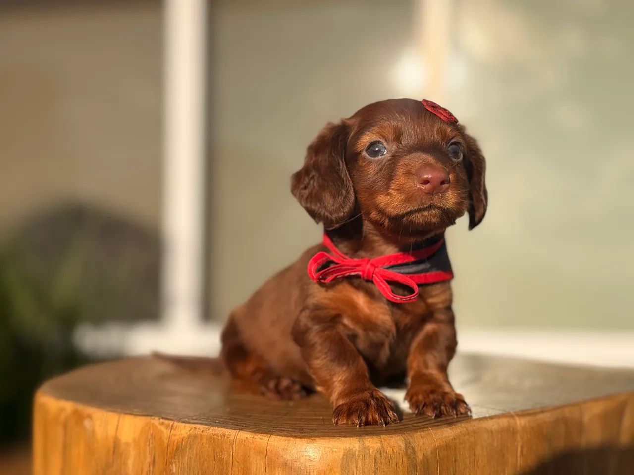 Dachshund pelo longo  - Foto 4