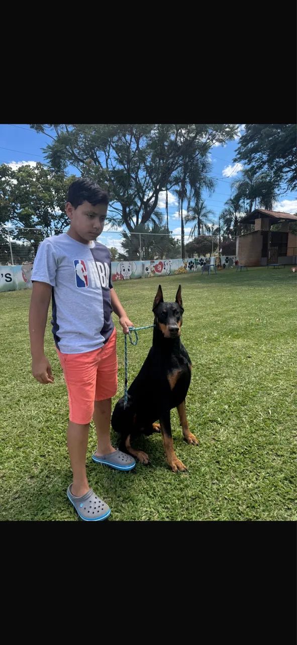 Dobermam macho  - Foto 3